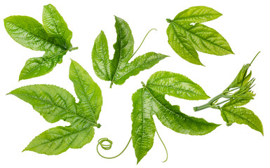 Passion fruit or maracuya green leaves set on white background. File contains clipping paths.