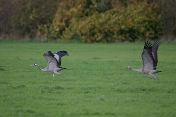 Grue cendr&eacute;e au lac du Der