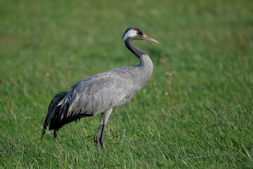 Grue cendr&eacute;e au lac du Der