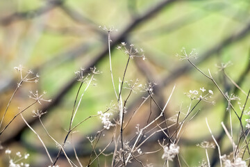 dry grass in autumn