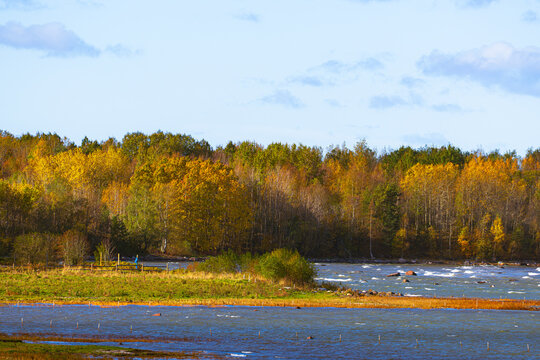 Autumn coastal landscape with golden forest and ocean water, fall seaside scenery featuring colourful trees and blue sea with rocks, natural maritime environment under a cloudy sky backdrop