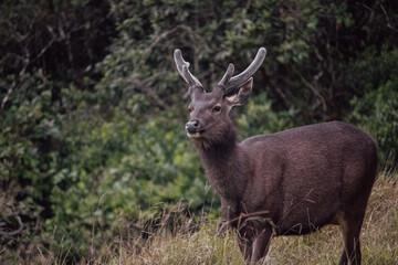 Sambar Rusa unicolor at Horton Plains National Park