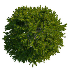 Laurus nobilis tree plan, top view, cutout, transparent background, isolate, Lush green tree canopy viewed from directly above, perfect for virtual environments