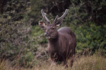 Sambar Rusa unicolor at Horton Plains National Park