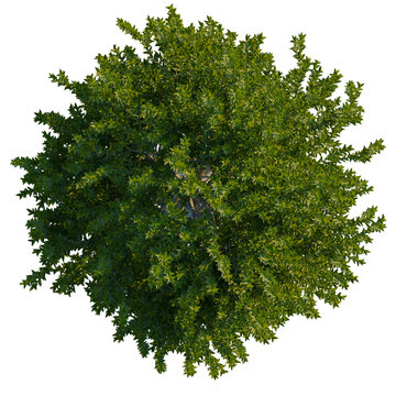 Laurus nobilis tree plan, top view, cutout, transparent background, isolate, Lush green deciduous tree canopy viewed from directly above, perfect for design