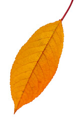 Autumn cherry leaf isolated