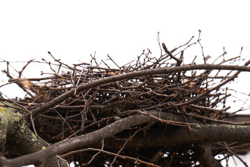 nest on a tree isolated