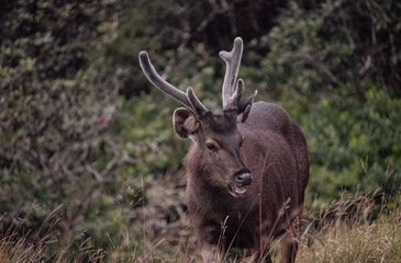 Sambar Rusa unicolor at Horton Plains National Park