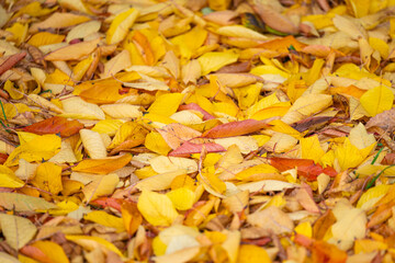 autumn landscape with autumn leaves