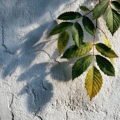 Vines and shadows on textured wall