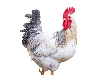 Rooster isolated