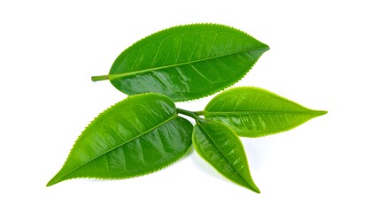 Obraz premium Fresh Green Tea Leaves Isolated on White Background.
