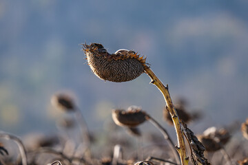 dry sunflower ripened