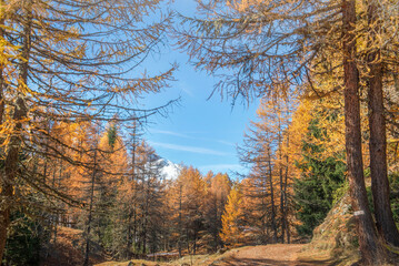  forest of larch trees in beautiful golden colors with branches under blue sky in Tarentaise, Savoie France