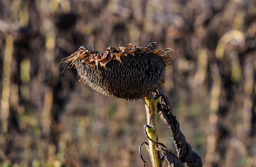 dry sunflower ripened