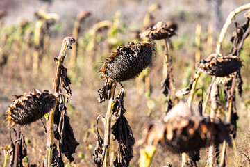 dry sunflower ripened