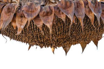 dry sunflower head isolated