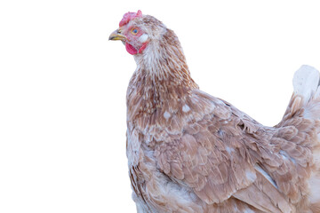 Chicken isolated