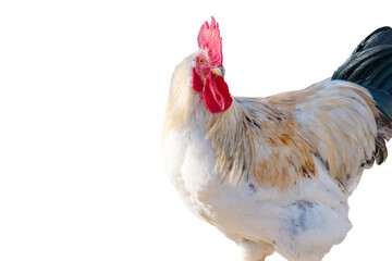 Rooster isolated
