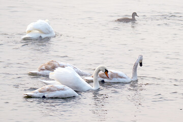 swans on the river on an early foggy morning