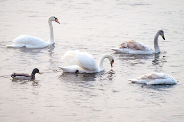 Obraz premium swans on the river on an early foggy morning