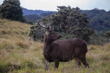 Sambar Rusa unicolor at Horton Plains National Park
