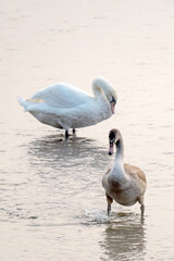 swans on the river on an early foggy morning