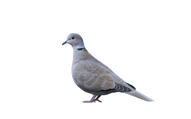 Turtle dove bird isolated