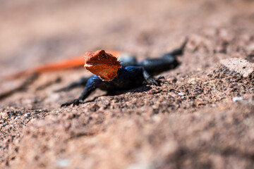 Eindrücke im Damaraland
