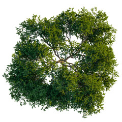 Pinus pinea tree plan, top view, cutout, transparent background, isolate, Lush green oak tree viewed from directly above, perfect for design elements.