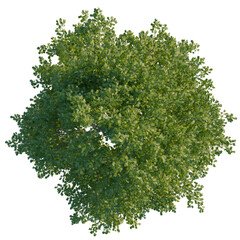 Quercus cerris tree plan, top view, cutout, transparent background, isolate, Vibrant green leafy...