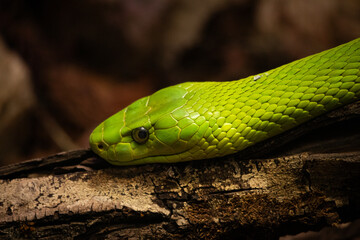 green snake in the grass