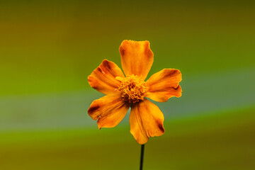 Yellow Daisy Facing Forward on Green Background