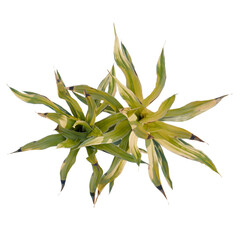 Rohdea japonica variegata tree plan, top view, cutout, transparent background, isolate, Vibrant...