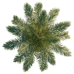 Obraz premium Roystonea regia tree plan, top view, cutout, transparent background, isolate, Vibrant palm fronds from above create a lush tropical canopy