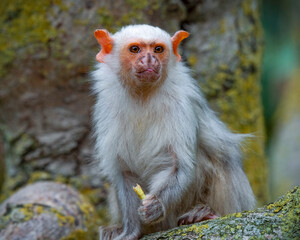 Silvery Marmoset Eating an Insect