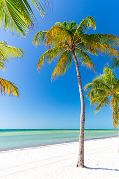 Beach Palm Tree