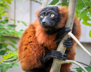 Obraz premium Red Ruffed Lemur Clinging to a Tree