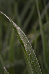 Capturing tranquil dew drops that adorn single grass filament at dawn