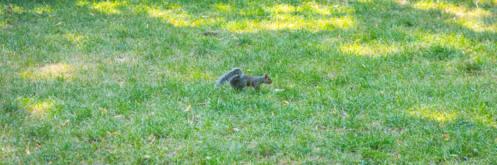 Squirrel on a green lawn in a London public park under the bright summer