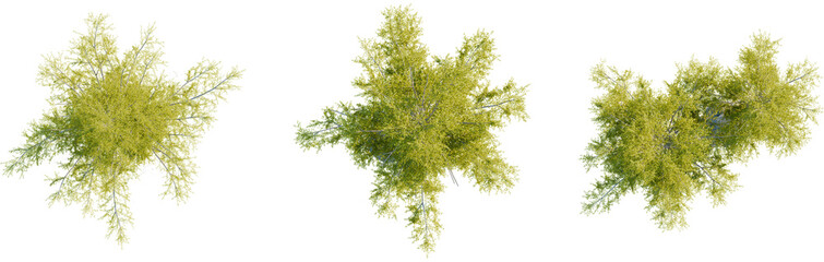 Larix laricina tree plan, top view, cutout, transparent background, isolate, Vibrant green trees from above, perfect for architectural visualization