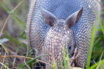 A nine-banded armadillo (Dasypus novemcinctus) peeks out of the grass in southwest Florida