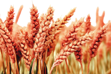 Wheat field moving warm sunset, nostalgic cinematic photography of golden landscape