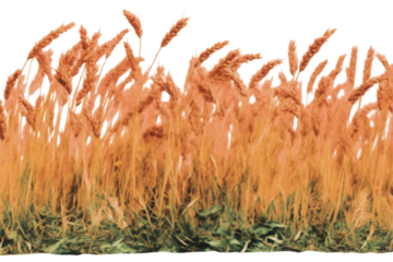 Wheat field moving warm sunset, nostalgic cinematic photography of golden landscape