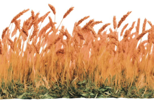 Wheat field moving warm sunset, nostalgic cinematic photography of golden landscape