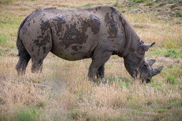 Obraz premium Black Rhinoceros Walking in Grass