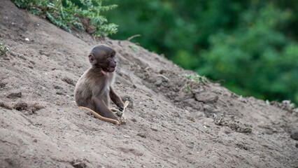 Baby Gelada Monkey Playing By Itself