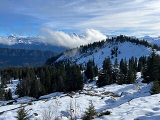 Evergreen forest with coniferous trees and alpine pastures in a winter environment of the Bernese Oberland region, Switzerland - Immergrüner Nadelwald und Almwiesen in der Winterlandschaft, Schweiz
