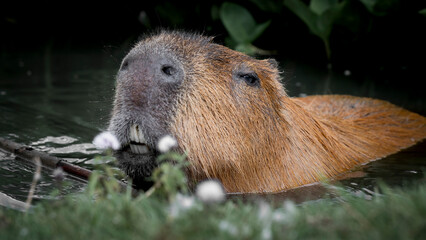 Capybara in Water Searching for Food