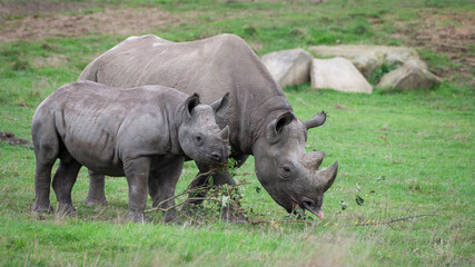 Fototapeta premium Black Rhinoceros Mother Calf Feeding